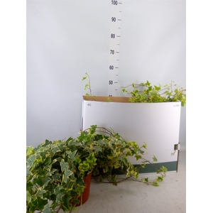 Hedera helix 'Goldchild'