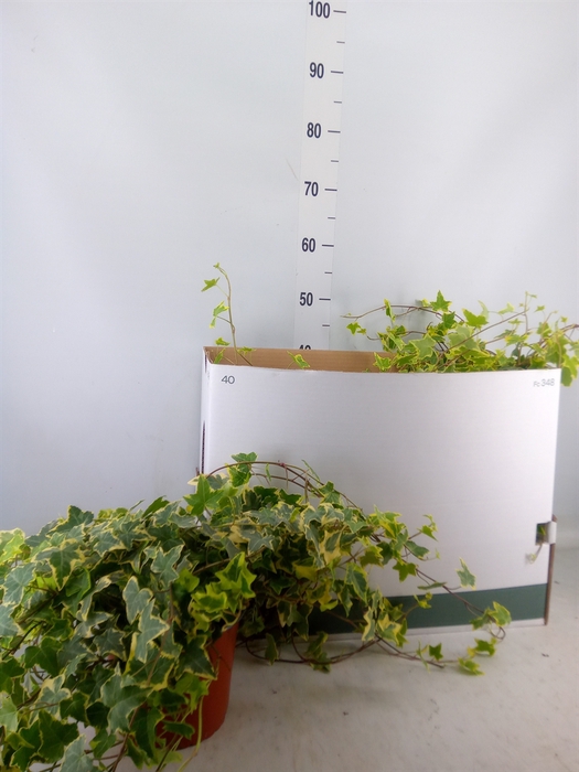 <h4>Hedera helix 'Goldchild'</h4>