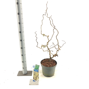 Corylus avellana 'Contorta'