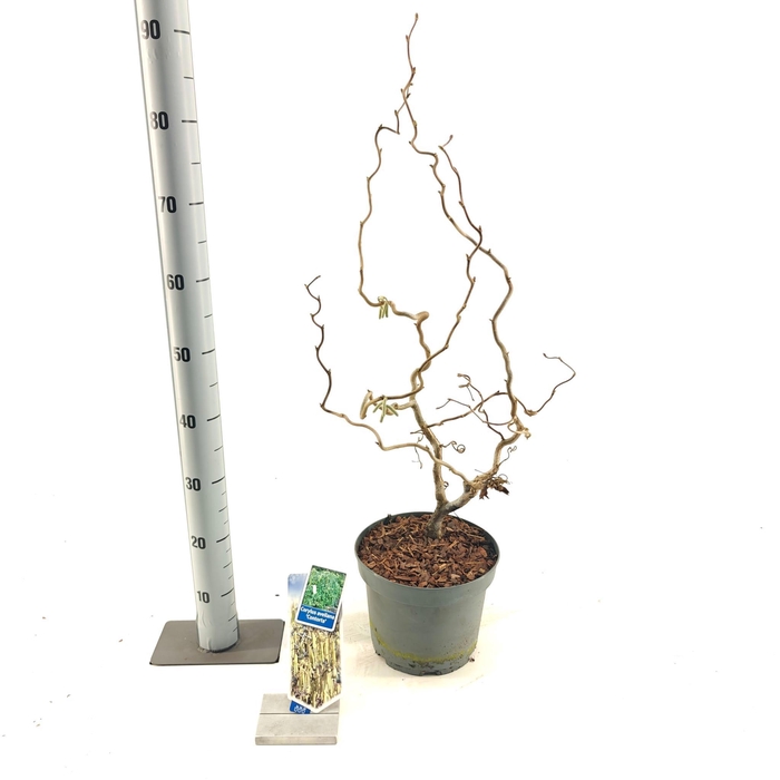 <h4>Corylus avellana 'Contorta'</h4>