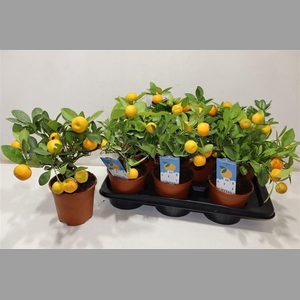 Citr Microcarpa