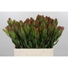 Leucadendron Laurel Yellow