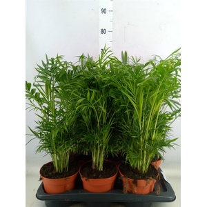 Chamaedorea elegans