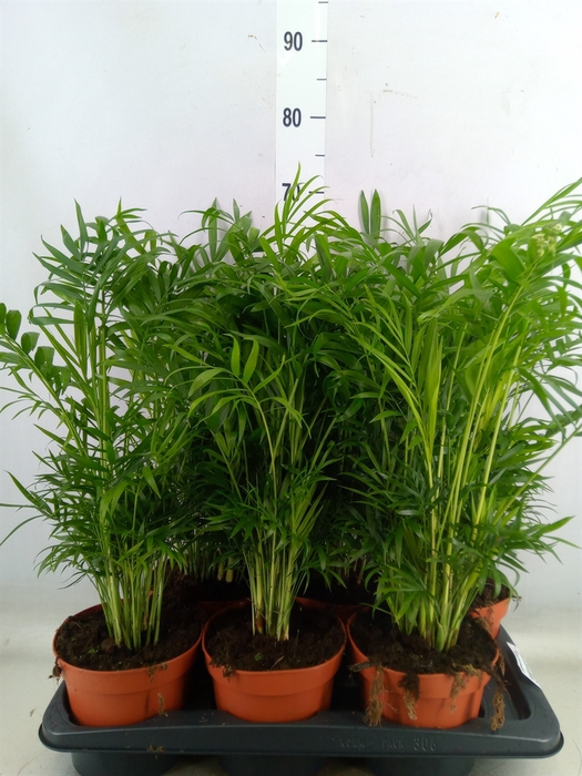 <h4>Chamaedorea elegans</h4>