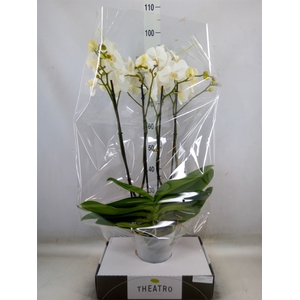 Phalaenopsis   ...white