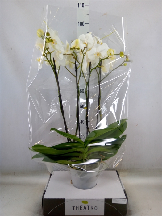 <h4>Phalaenopsis   ...white</h4>