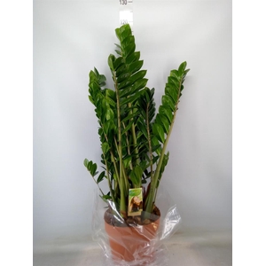 Zamioculcas zamiifolia