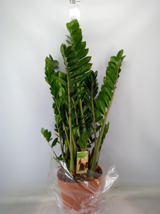 <h4>Zamioculcas zamiifolia</h4>