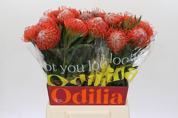 <h4>Nutans Tango</h4>