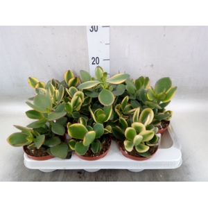 Crassula ovata