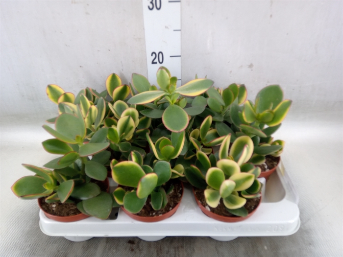 <h4>Crassula ovata</h4>