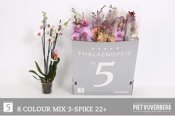 <h4>PHAL GEM 8 KL</h4>