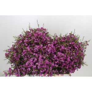 Chamelaucium Free Spirit
