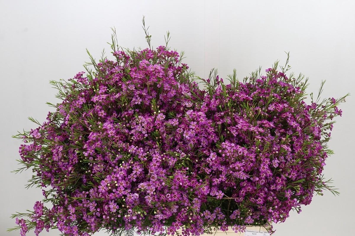 <h4>Chamelaucium Free Spirit</h4>