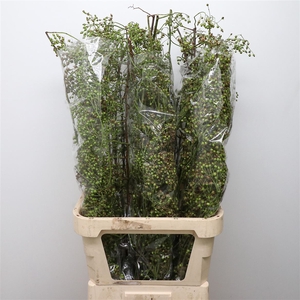 Rosa Corallo Green