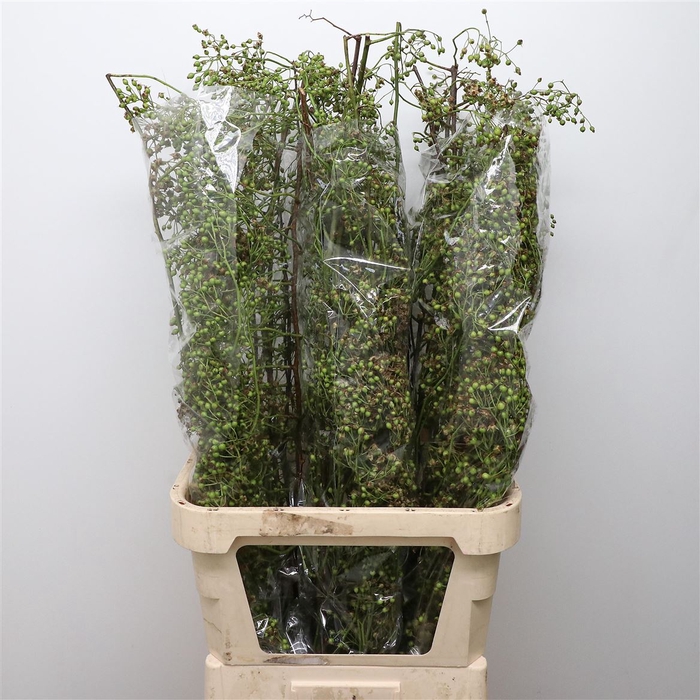 <h4>Rosa Corallo Green</h4>