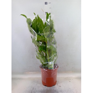 Philodendron xanadu