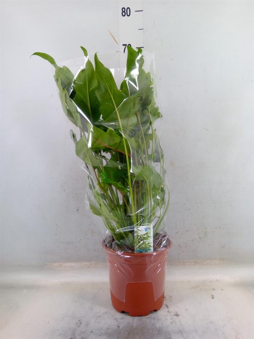 <h4>Philodendron xanadu</h4>