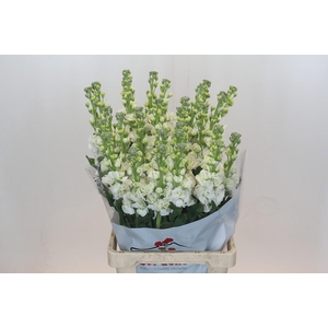 Matthiola Iron White