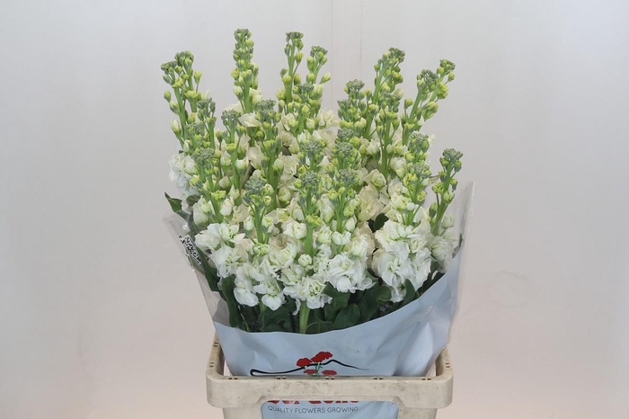 Matthiola Iron White