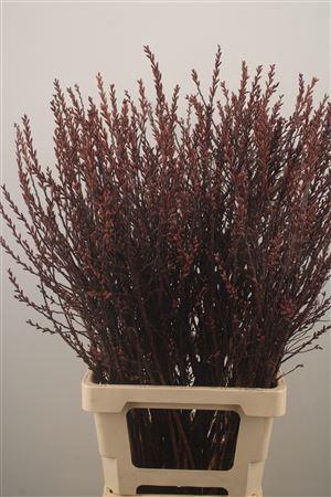 <h4>Myrica Gale</h4>