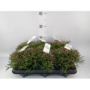 Rhipsalis burchellii