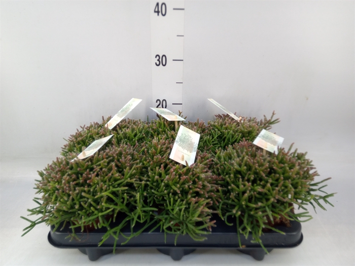 <h4>Rhipsalis burchellii</h4>