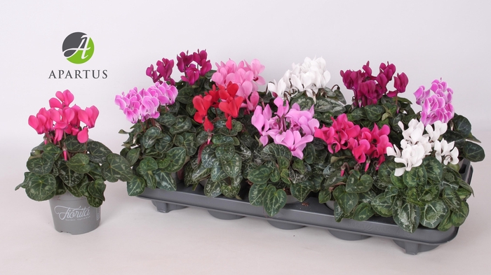 <h4>CYCL KL SUP VERANO</h4>