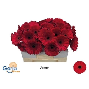 Gerbera Armor