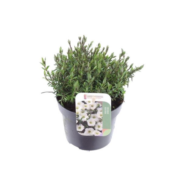 <h4>Arenaria montana</h4>