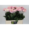 Dahlia BA 'Wizard of Oz'
