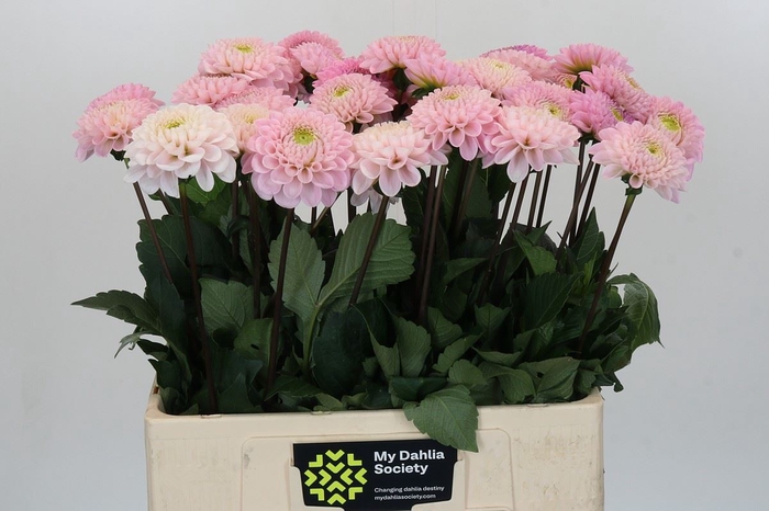 <h4>Dahlia BA 'Wizard of Oz'</h4>