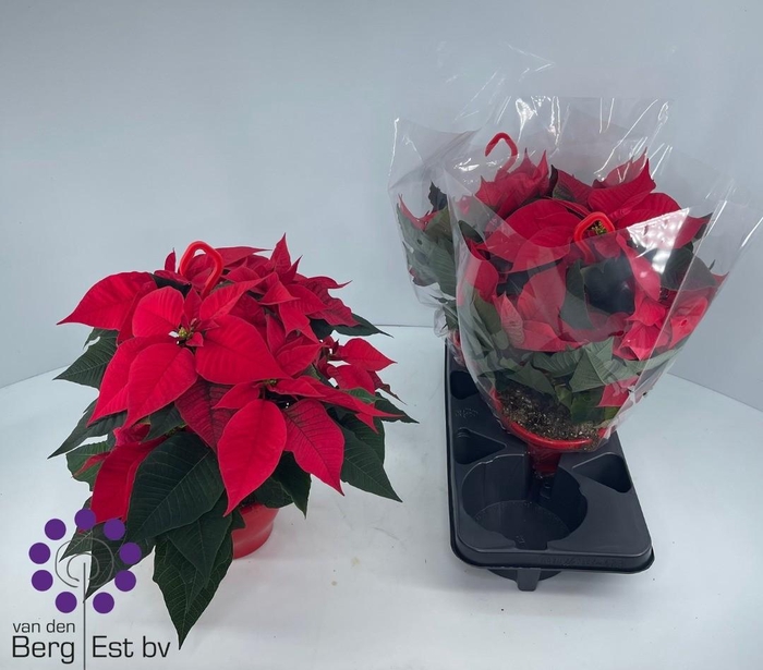 <h4>EUPHOR P CHR GLORY</h4>