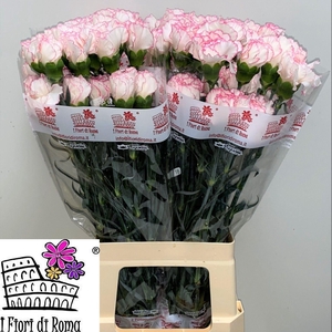 DI ST PASTEL DAMASCU