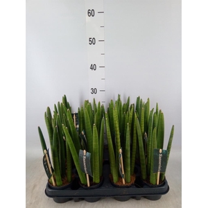 Sansevieria cyl.  ...