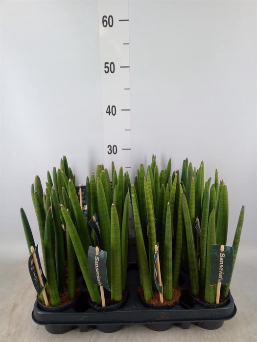 <h4>Sansevieria cyl.  ...</h4>