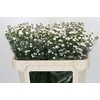 Aster White Gypsy