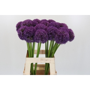 Allium Globemaster
