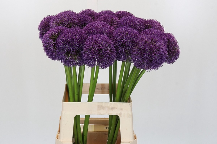 <h4>Allium Globemaster</h4>