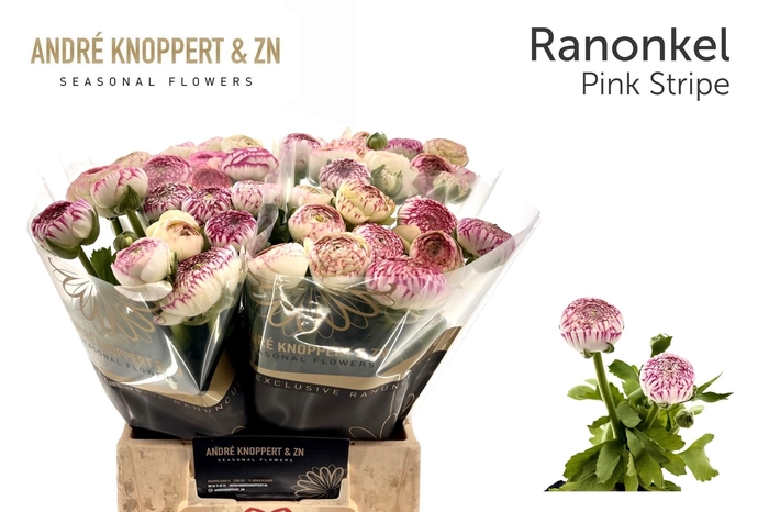 <h4>RAN AAZUR PI STRIPE</h4>