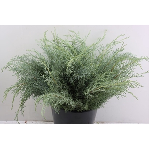 Cypresse Aurezonica Blauw