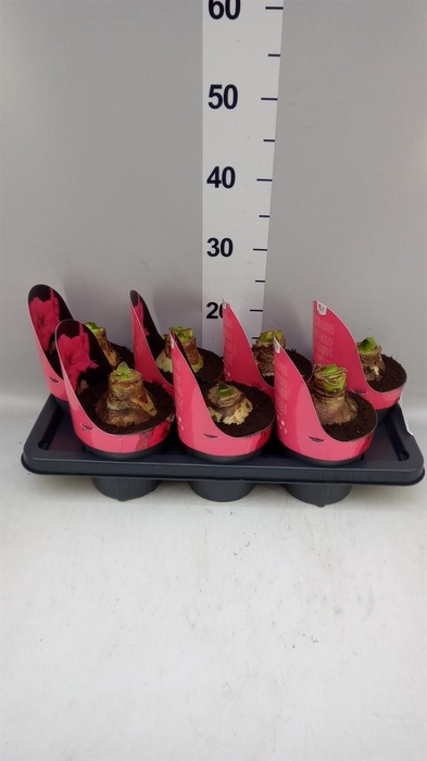 <h4>Hippeastrum GA 'Lagoon'</h4>