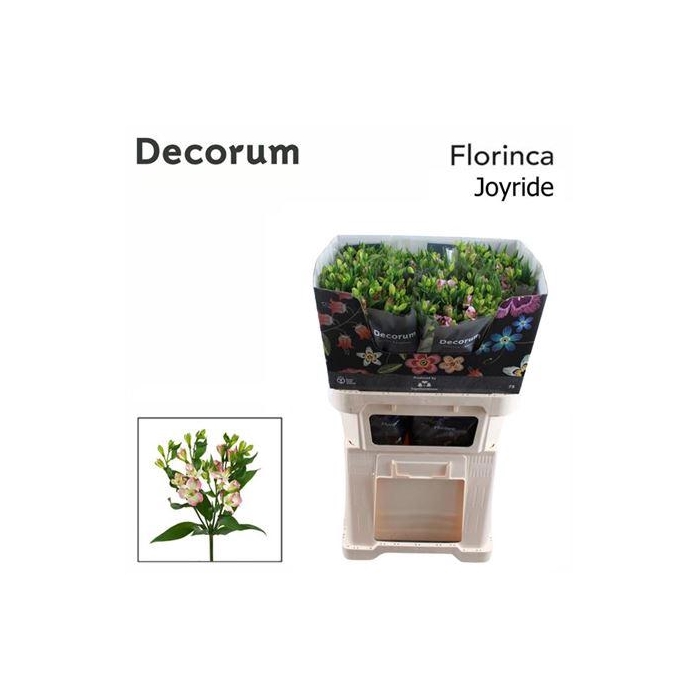 <h4>Alstr Fl Joy Ride</h4>