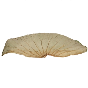 Droogdeco Lotus blad 60*35cm x10