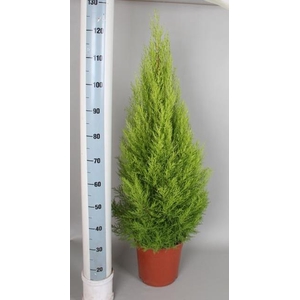 Cupressus mac. Goldcrest Wilma 27Ø 110cm
