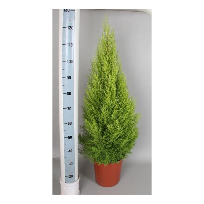 <h4>Cupressus mac. Goldcrest Wilma 27Ø 110cm</h4>
