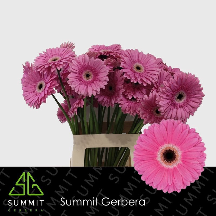 <h4>Gerbera Dreamer Lang Ongelijk 60cm Water x40</h4>
