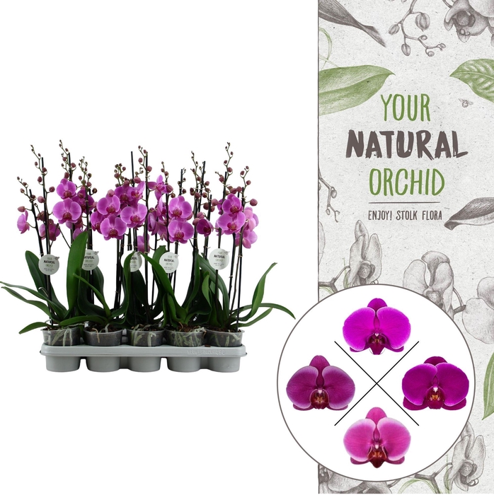 <h4>Your Natural Orchid | Purple | Phalaenopsis 2 spike</h4>