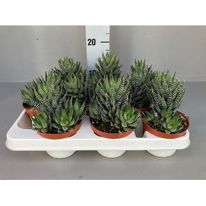 Haworthia   ...