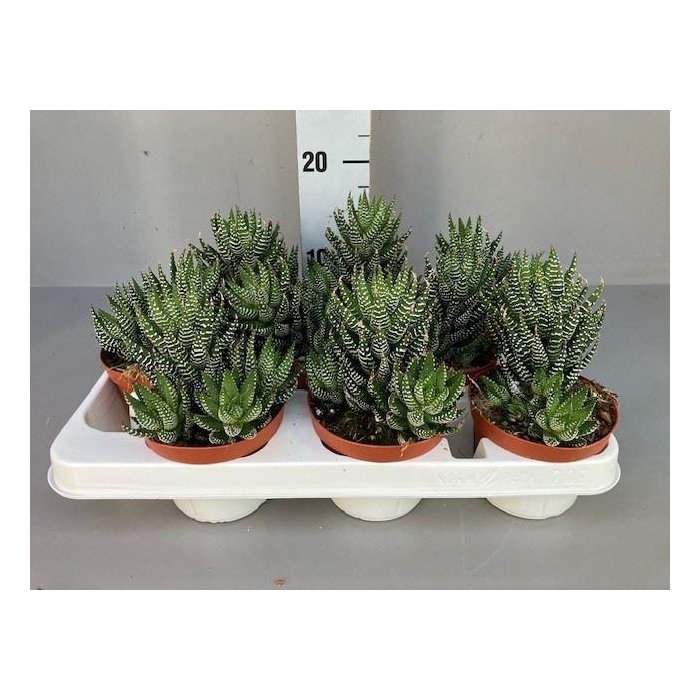 <h4>Haworthia   ...</h4>